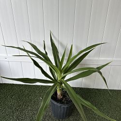 Crinum Lily Crinum Lily