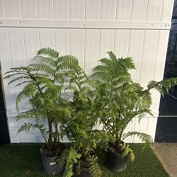 Australian Tree Fern Australian Tree Fern