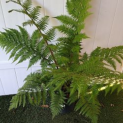 Australian Tree Fern Australian Tree Fern