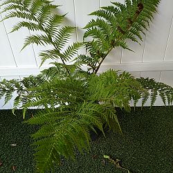 Australian Tree Fern Australian Tree Fern