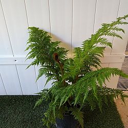 Australian Tree Fern Australian Tree Fern