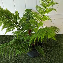 Australian Tree Fern Australian Tree Fern