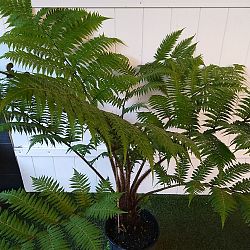 Australian Tree Fern Australian Tree Fern