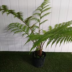 Australian Tree Fern Australian Tree Fern