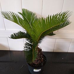 King Sago Palm King Sago Palm