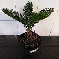 King Sago Palm King Sago Palm