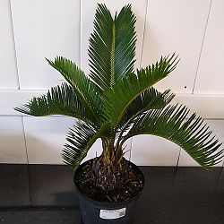King Sago Palm King Sago Palm
