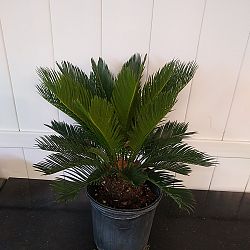 King Sago Palm King Sago Palm