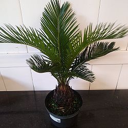 King Sago Palm King Sago Palm