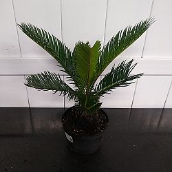 King Sago Palm King Sago Palm