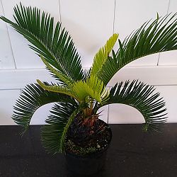 King Sago Palm King Sago Palm