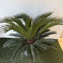 King Sago Palm King Sago Palm