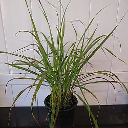 Lemongrass Lemongrass