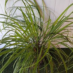 Lemongrass Lemongrass