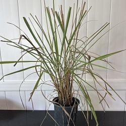 Lemongrass Lemongrass
