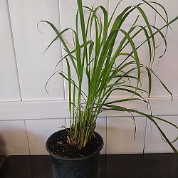 Lemongrass Lemongrass