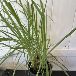 Lemongrass Lemongrass