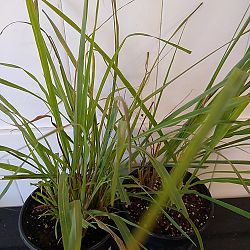 Lemongrass Lemongrass