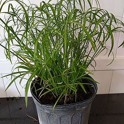 Cyperus isocladus, Cyperus papyrus 'Nanus', Dwarf Papyrus Cyperus isocladus, Cyperus papyrus 'Nanus', Dwarf Papyrus