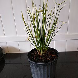 Cyperus isocladus, Cyperus papyrus 'Nanus', Dwarf Papyrus Cyperus isocladus, Cyperus papyrus 'Nanus', Dwarf Papyrus