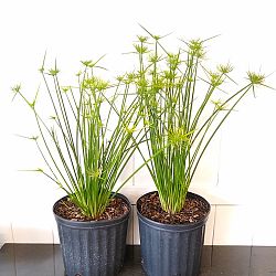 Cyperus isocladus, Cyperus papyrus 'Nanus', Dwarf Papyrus Cyperus isocladus, Cyperus papyrus 'Nanus', Dwarf Papyrus