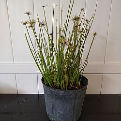 Cyperus isocladus, Cyperus papyrus 'Nanus', Dwarf Papyrus Cyperus isocladus, Cyperus papyrus 'Nanus', Dwarf Papyrus