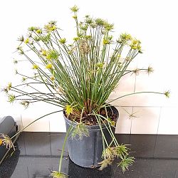 Cyperus isocladus, Cyperus papyrus 'Nanus', Dwarf Papyrus Cyperus isocladus, Cyperus papyrus 'Nanus', Dwarf Papyrus