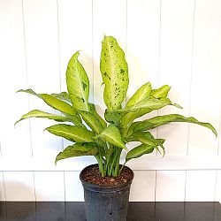 Dieffenbachia 'Camouflage' Dieffenbachia 'Camouflage'
