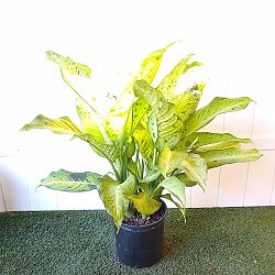 Dieffenbachia 'Camouflage' Dieffenbachia 'Camouflage'