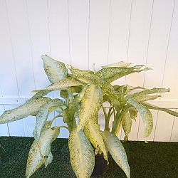 Dieffenbachia 'Camouflage' Dieffenbachia 'Camouflage'
