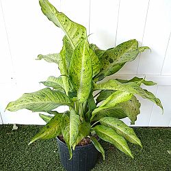 Dieffenbachia 'Camouflage' Dieffenbachia 'Camouflage'