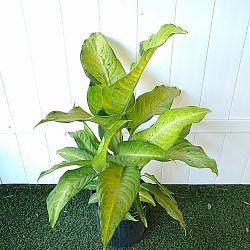 Dieffenbachia 'Camouflage' Dieffenbachia 'Camouflage'