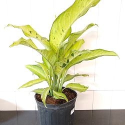 Dieffenbachia 'Camouflage' Dieffenbachia 'Camouflage'