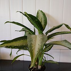 Dieffenbachia 'Panther' Dieffenbachia 'Panther'