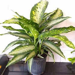 Dieffenbachia 'Panther' Dieffenbachia 'Panther'