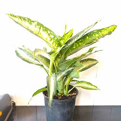 Dieffenbachia 'Panther' Dieffenbachia 'Panther'