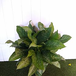 Dieffenbachia 'Panther' Dieffenbachia 'Panther'