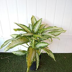 Dieffenbachia 'Panther' Dieffenbachia 'Panther'