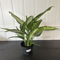Dieffenbachia 'Panther' Dieffenbachia 'Panther'