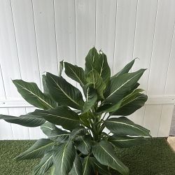 Dieffenbachia 'Sterling' Dieffenbachia 'Sterling'