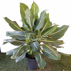 Dieffenbachia 'Sterling' Dieffenbachia 'Sterling'