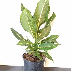 Dieffenbachia 'Sterling' Dieffenbachia 'Sterling'