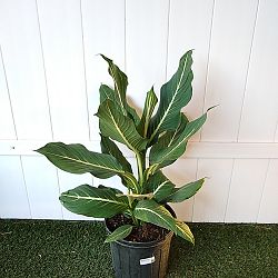 Dieffenbachia 'Sterling' Dieffenbachia 'Sterling'