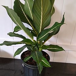 Dieffenbachia 'Sterling' Dieffenbachia 'Sterling'