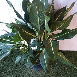 Dieffenbachia 'Sterling' Dieffenbachia 'Sterling'