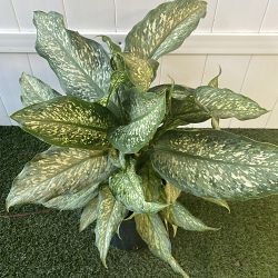Dieffenbachia 'Tiki' Dieffenbachia 'Tiki'