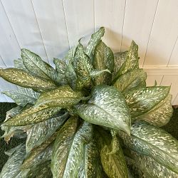 Dieffenbachia 'Tiki' Dieffenbachia 'Tiki'