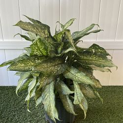 Dieffenbachia 'Tiki' Dieffenbachia 'Tiki'