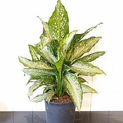 Dieffenbachia 'Tiki' Dieffenbachia 'Tiki'