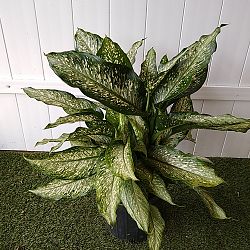 Dieffenbachia 'Tiki' Dieffenbachia 'Tiki'
